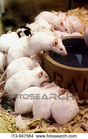 Animal View Large Photo Image Picture - Animal. Fotosearch