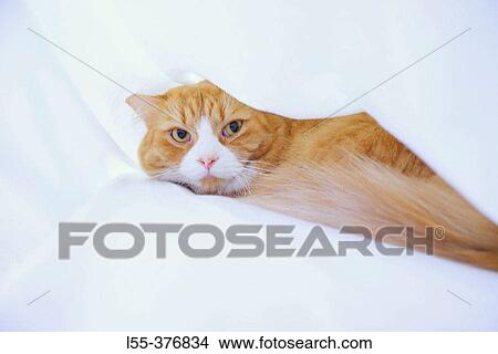 Picture - Animal. Fotosearch