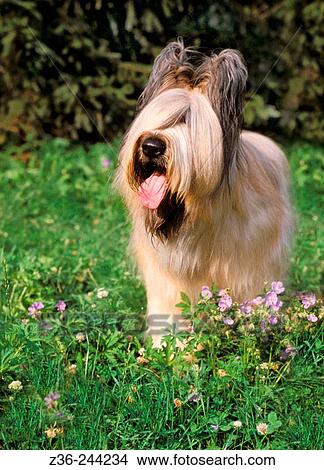 Picture - Animal. Fotosearch