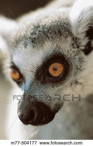 Animal, primates, monkey, Ring-tailed lemur (Lemur catta), portrait. View Large Photo Image Stock Photo - Animal, primates, monkey, Ring-tailed lemur (Lemur catta), portrait.. Fotosearch
