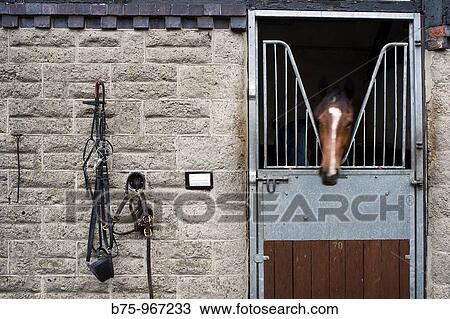 Animal View Large Photo Image Stock Image - Animal. Fotosearch