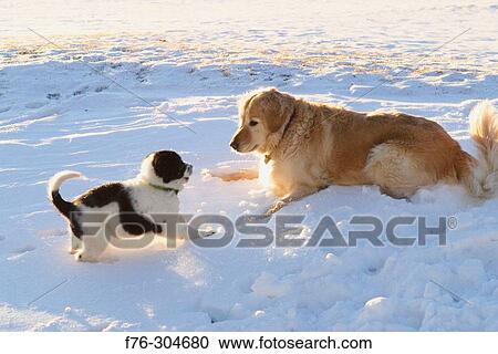 Animal View Large Photo Image Stock Image - Animal. Fotosearch