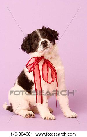Animal View Large Photo Image Stock Image - Animal. Fotosearch