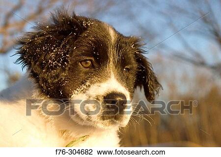 Animal View Large Photo Image Stock Image - Animal. Fotosearch