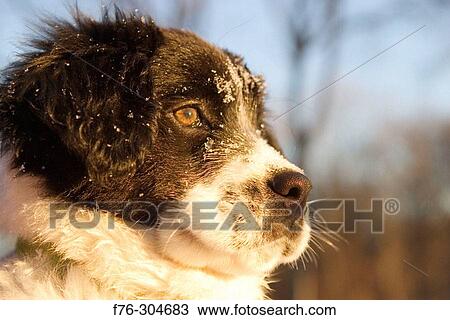 Animal View Large Photo Image Stock Image - Animal. Fotosearch