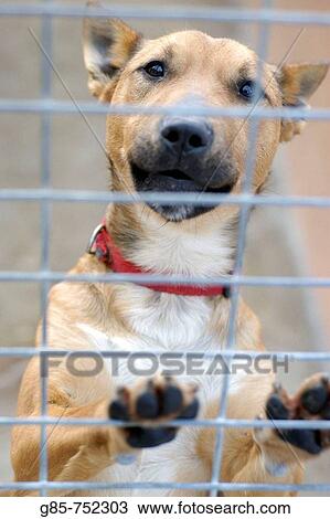 Animal View Large Photo Image Stock Image - Animal. Fotosearch