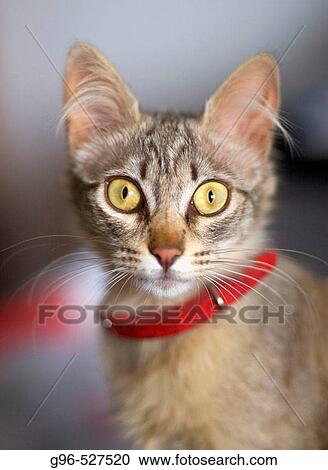 Stock Image - Animal. Fotosearch
