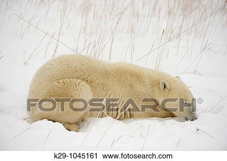Animal View Large Photo Image Stock Image - Animal. Fotosearch