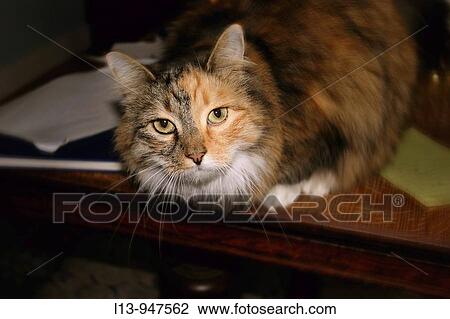 Animal View Large Photo Image Stock Image - Animal. Fotosearch