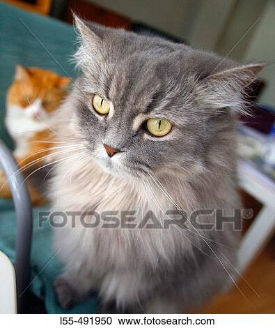 Animal View Large Photo Image Stock Image - Animal. Fotosearch