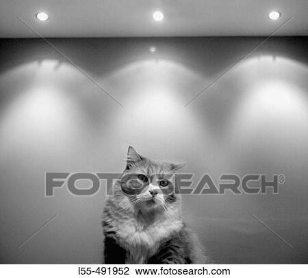 Animal View Large Photo Image Stock Image - Animal. Fotosearch