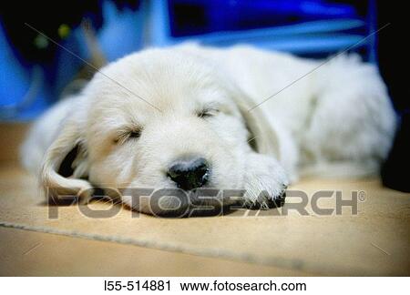 Animal View Large Photo Image Stock Image - Animal. Fotosearch