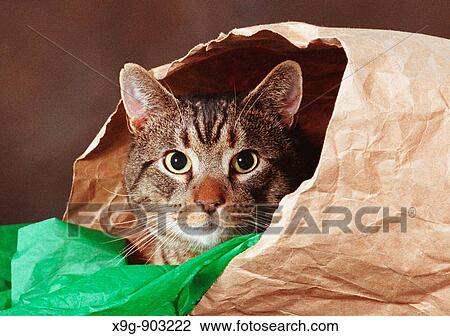Animal View Large Photo Image Stock Image - Animal. Fotosearch