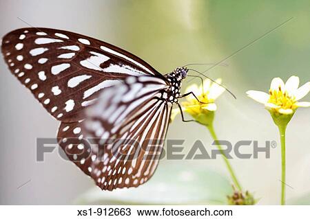 Stock Image - Animal. Fotosearch