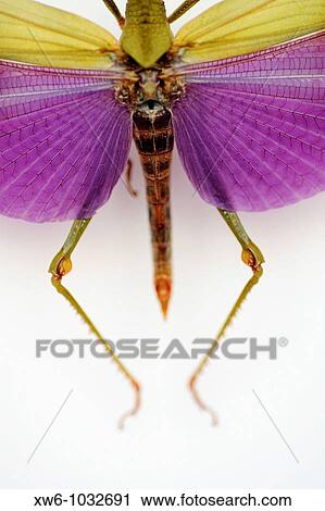 Animal View Large Photo Image Stock Image - Animal. Fotosearch