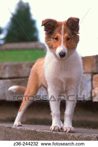 Animal View Large Photo Image Stock Image - Animal. Fotosearch