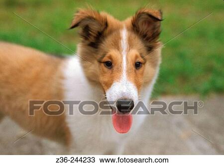 Animal View Large Photo Image Stock Image - Animal. Fotosearch
