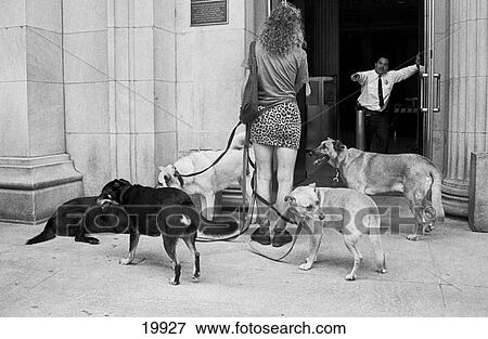 Stock Photo - Animal. Fotosearch