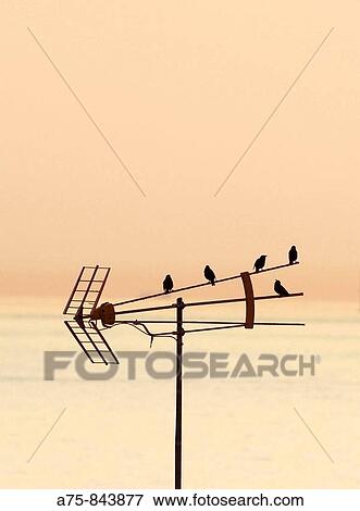 Animal View Large Photo Image Stock Photo - Animal. Fotosearch