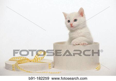 Animal View Large Photo Image Stock Photo - Animal. Fotosearch