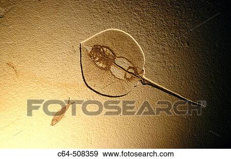 Animal View Large Photo Image Stock Photo - Animal. Fotosearch
