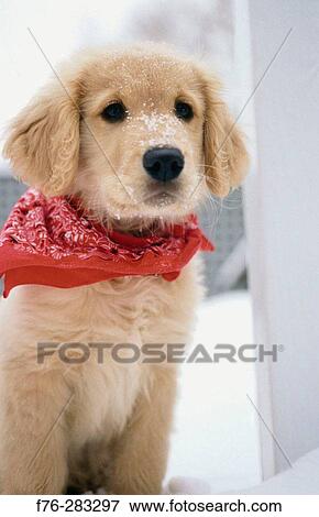 Animal View Large Photo Image Stock Photo - Animal. Fotosearch
