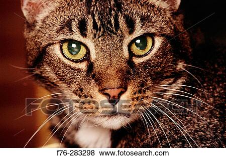 Animal View Large Photo Image Stock Photo - Animal. Fotosearch