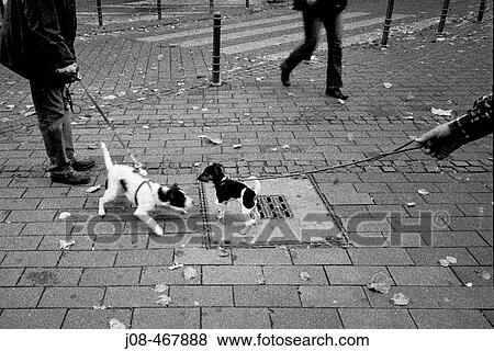 Animal View Large Photo Image Stock Photo - Animal. Fotosearch