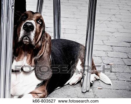 Animal View Large Photo Image Stock Photo - Animal. Fotosearch
