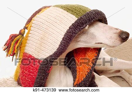 Animal View Large Photo Image Stock Photo - Animal. Fotosearch