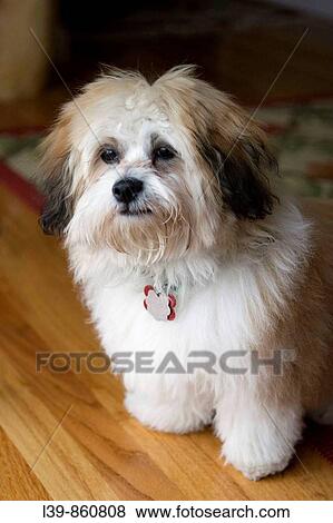 Stock Photo - Animal. Fotosearch