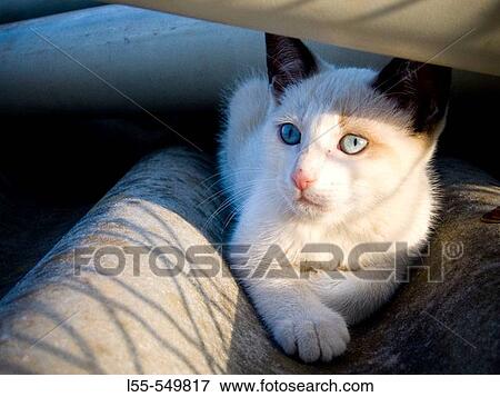 Animal View Large Photo Image Stock Photo - Animal. Fotosearch