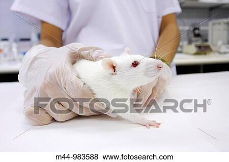 Animal View Large Photo Image Stock Photo - Animal. Fotosearch