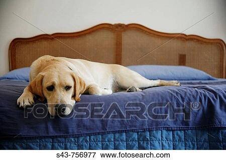 Animal View Large Photo Image Stock Photo - Animal. Fotosearch