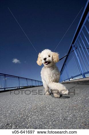 Animal View Large Photo Image Stock Photo - Animal. Fotosearch