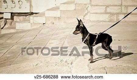 Animal View Large Photo Image Stock Photo - Animal. Fotosearch