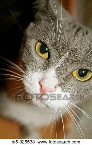 Animal View Large Photo Image Stock Photo - Animal. Fotosearch