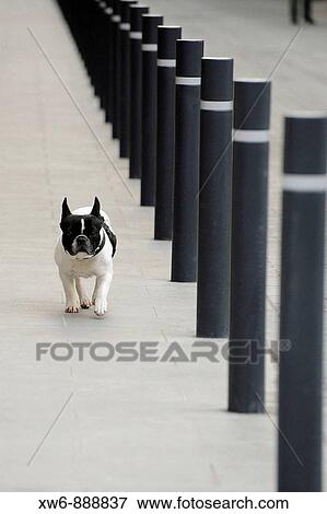Animal View Large Photo Image Stock Photo - Animal. Fotosearch