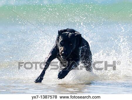 Stock Photo - Animal. Fotosearch