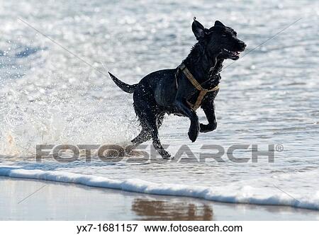 Stock Photo - Animal. Fotosearch
