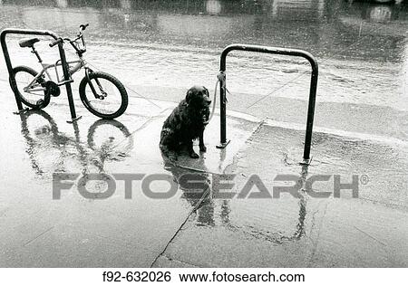 Stock Photograph - Animal. Fotosearch