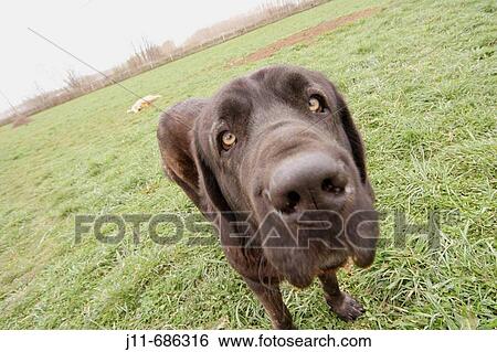 Animal View Large Photo Image Stock Photograph - Animal. Fotosearch
