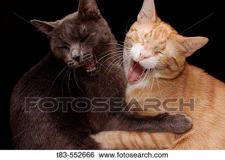 Animal View Large Photo Image Stock Photograph - Animal. Fotosearch