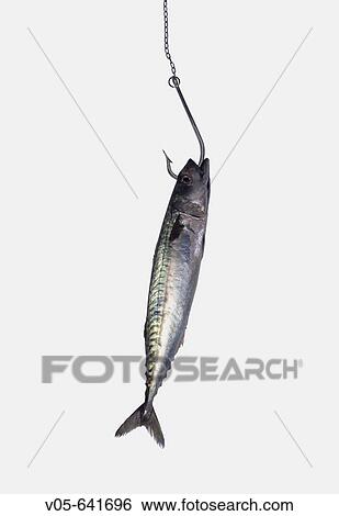 Animal View Large Photo Image Stock Photograph - Animal. Fotosearch