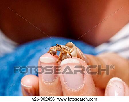 Animal View Large Photo Image Stock Photograph - Animal. Fotosearch