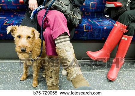 Stock Photography - Animal. Fotosearch