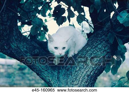 Animal View Large Photo Image Stock Photography - Animal. Fotosearch
