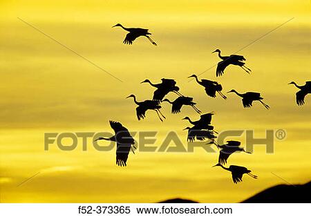 Animal View Large Photo Image Stock Photography - Animal. Fotosearch