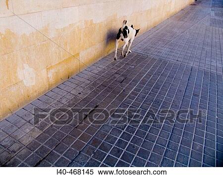 Animal View Large Photo Image Stock Photography - Animal. Fotosearch
