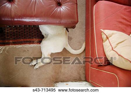 Animal View Large Photo Image Stock Photography - Animal. Fotosearch